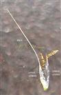  Sessile spikelet-Florets